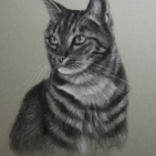 Houtskool tekening van een kat