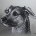 Houtskool tekening van een hond