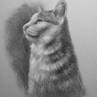 Houtskool tekening van een kat